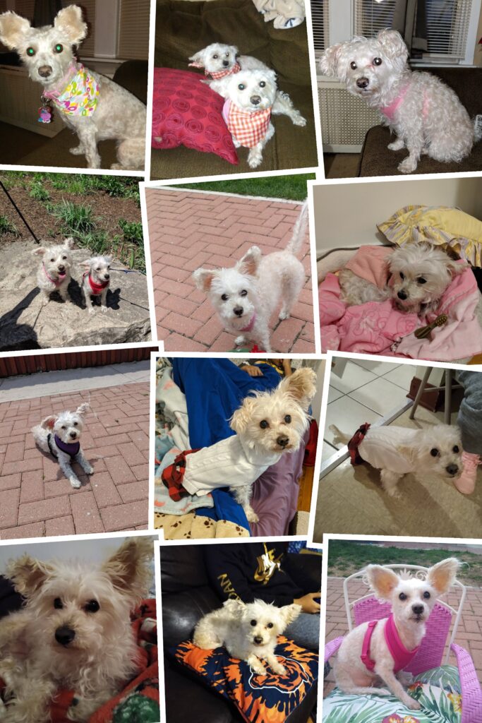 20250818 123838 collage 1.jpg