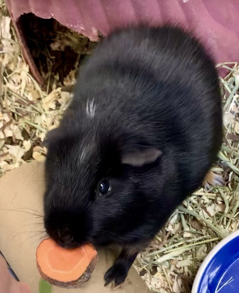 lah website brownie eating carrot.jpeg