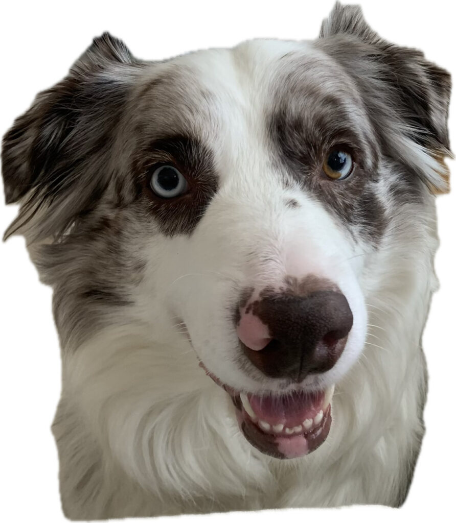 lah website dog casper face.jpg