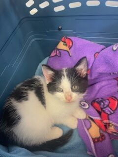 lah website pic kitten carols rotated.jpg