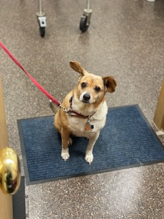 lah website polly ear carols.jpg