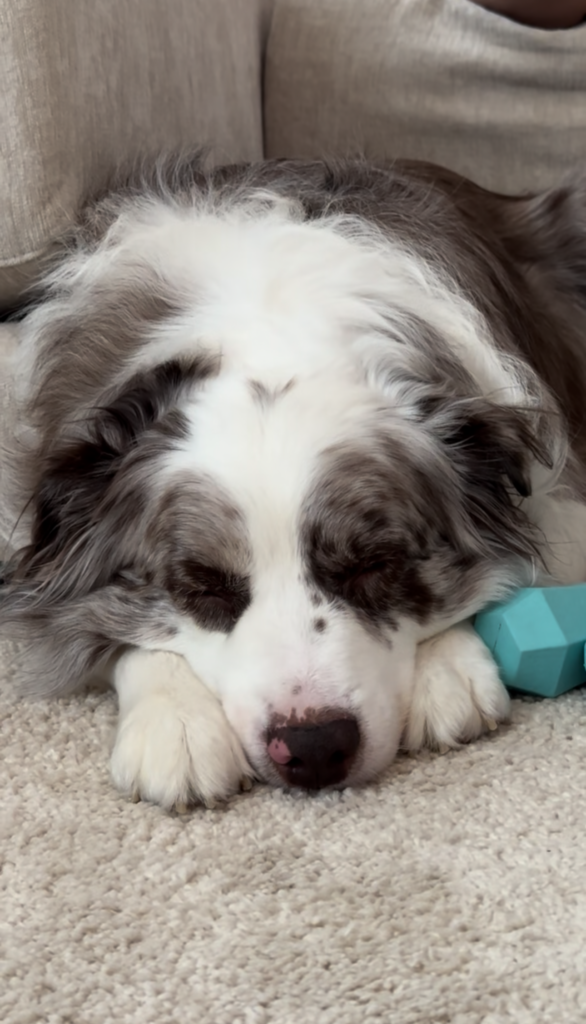 lah website sleepingk9casper.png