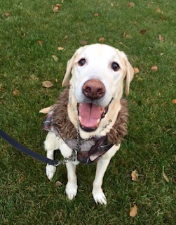 lah website smiley k9 raph pamk.jpg