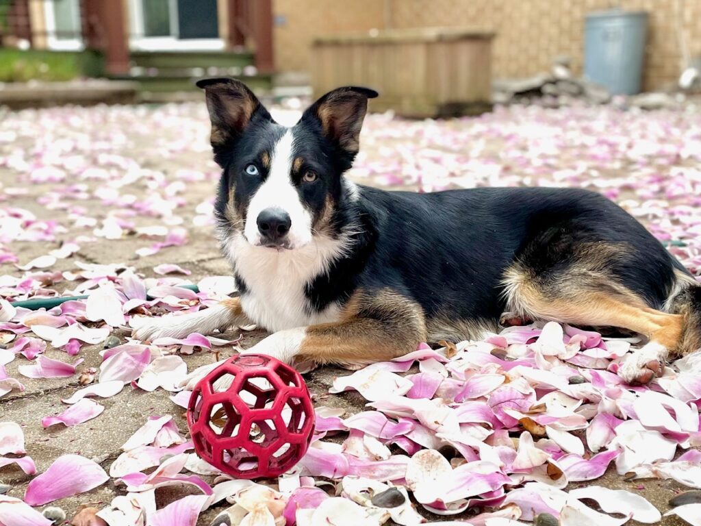 lah website photo a dog spark schwarz.jpg