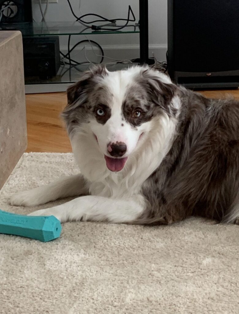 lah website photo of casper sitting calmly scaled e1765835152597.jpeg