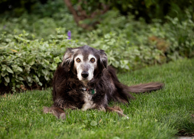 lah website seniork9 busterbrn sharonm.jpg