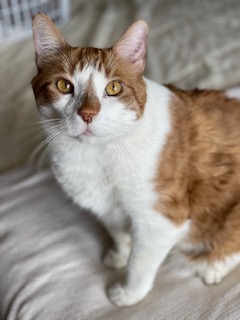 website shia photo 1.jpg